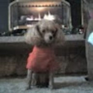 Meet your Posher, Renee